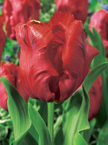 Tulipan (Tulipa)  'Bastogne's Parrot'