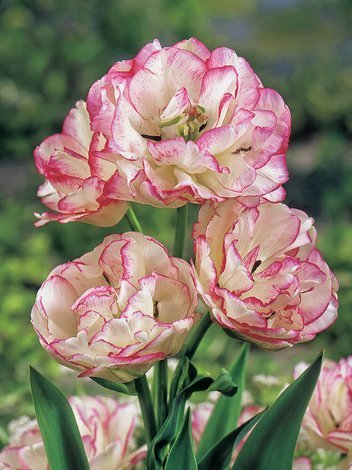 Tulipan (Tulipa) 'Belicia'