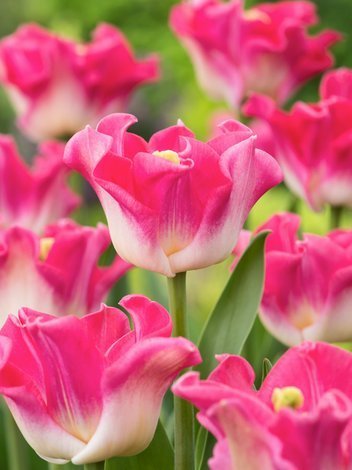 Tulipan (Tulipa) 'Crown of Dynasty'