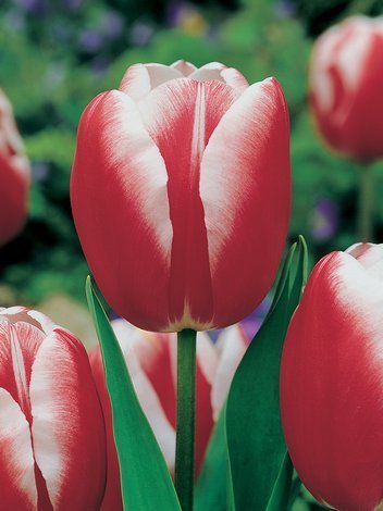 Tulipan (Tulipa) Czerwono-Biały Najtańszy