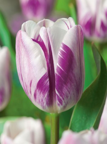 Tulipan (Tulipa) 'Flaming Flag'