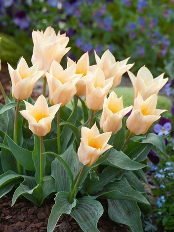 Tulipan (Tulipa) 'Für Elise'
