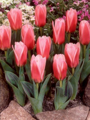 Tulipan (Tulipa) 'Heart's Delight'
