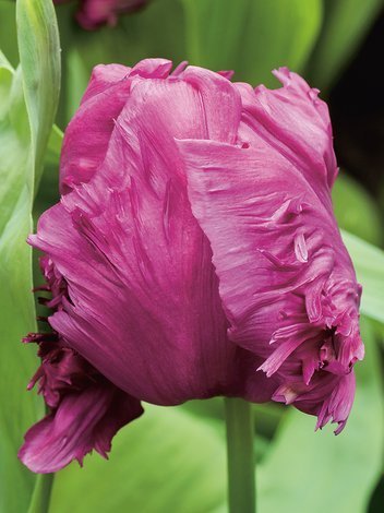 Tulipan (Tulipa) 'Parrot Prince'