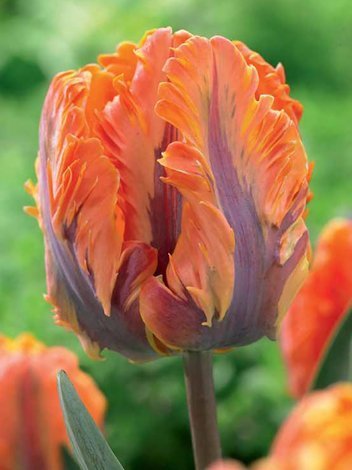 Tulipan (Tulipa) 'Princess Irene Parrot'