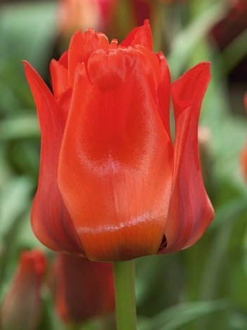 Tulipan (Tulipa) 'Red Dress'