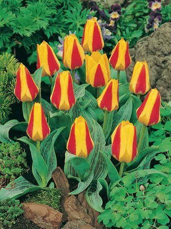 Tulipan (Tulipa) 'Stresa'