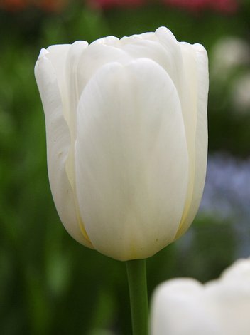 Tulipan (Tulipa) 'White Dream'