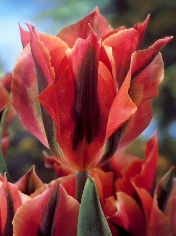 Tulipan Viridiflora (Tulipa) 'Artist' 5 szt.