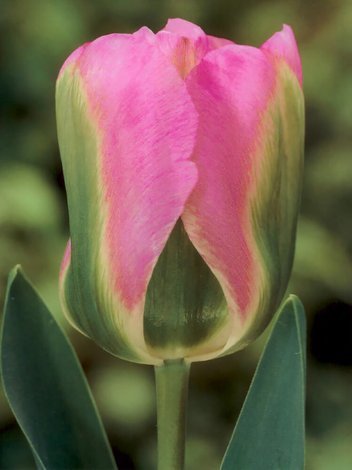 Tulipan Viridiflora (Tulipa) 'Groenland' 5 szt.