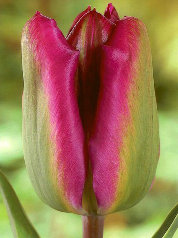 Tulipan Viridiflora (Tulipa) 'Nightrider' 5 szt.