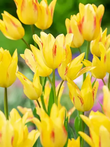 Tulipan Wielokwiatowy (Tulipa) 'Georgette' 5 szt.