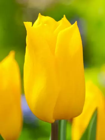 Tulipan Żółty 5 szt.