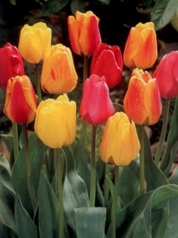 Tulipany Darwins mix 10