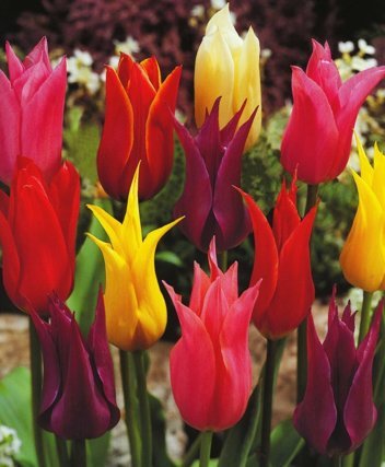 Tulipany Liliokształtne mix 10
