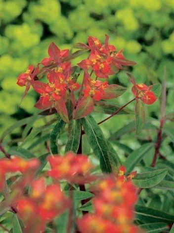 Wilczomlecz (Euphorbia griffithii) 'Fireglow'