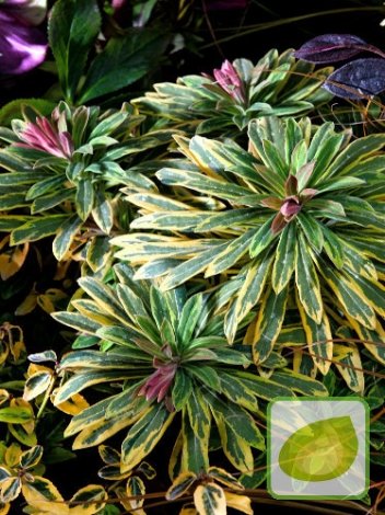 Wilczomlecz (Euphorbia x martinii) Ascot Rainbow