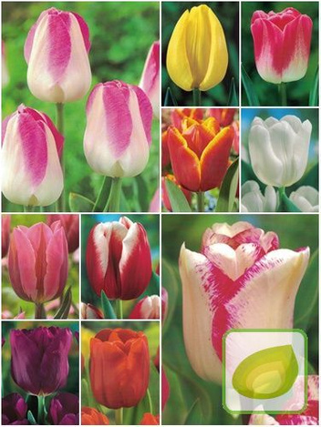 Zestaw Promocyjny Tulipany Triumph 11/12