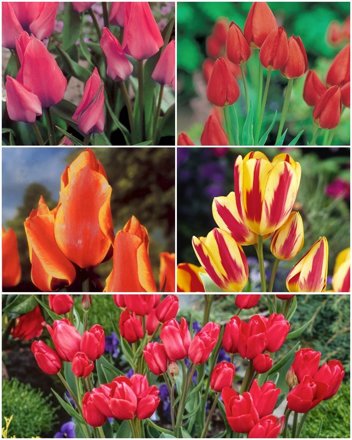 Zestaw Tulipany Bukietowe