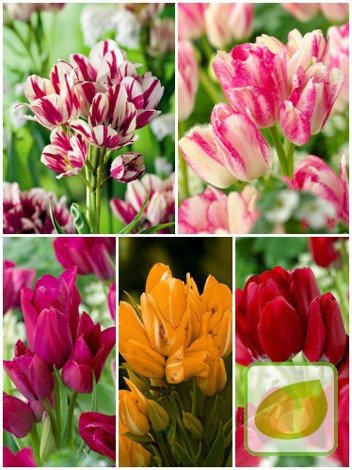 Zestaw Tulipany Bukietowe Club