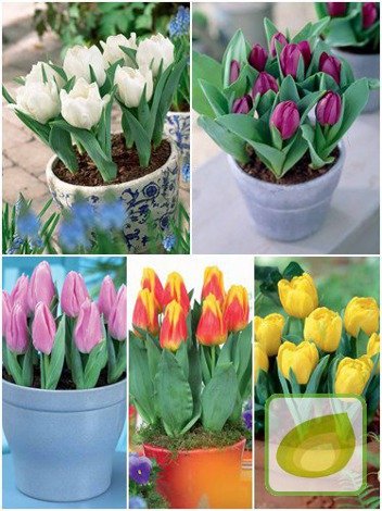 Zestaw Tulipany Doniczkowe