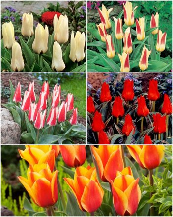 Zestaw Tulipany Niskie