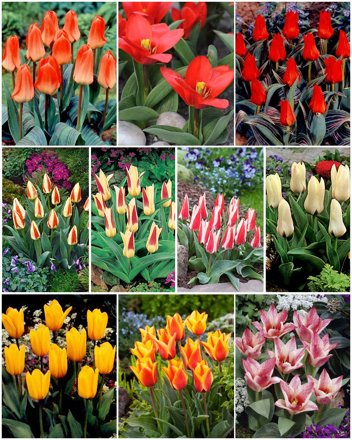 Zestaw Tulipany Niskie XL
